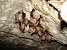 Association of Young Biologists: Ecosystems of Our Caves Endangered