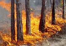 Forest Trees Planted Under Teghout Reforestation Plan Exposed to Heat