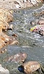 Ահազանգ. «Ագարակի պղնձամոլիբդենային կոմբինատ»-ի թափոնաջրերը լցվում են Կարճևան գետ