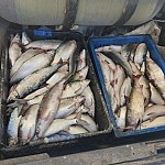 840 Items of Fish Illegally Caught in Sevan Seized