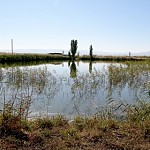 2 февраля – мир отмечает Всемирный день водно-болотных угодий