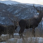 Кавказский благородный олень на перевалах Дилижана