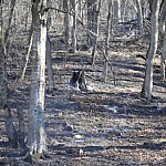 Пожар в Дилижанском национальном парке потушен