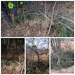 Materials Related to Person Having Cut Down Pine Tree in Lermonotvo Village Handed over to Police