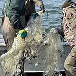18 Fishing Nets Removed from Lake Sevan, 200 Whitefish Returned To Lake Alive