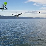 Water Committee Developing Draft Governmental Resolution on Additional Water Intake from Lake Sevan