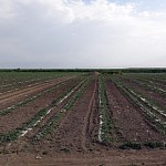 Правительство утвердило Программу поддержки растениеводства