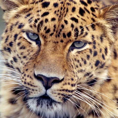 WORLD GOVERNMENTS FAIL TO DELIVER ON 2010 BIODIVERSITY TARGET