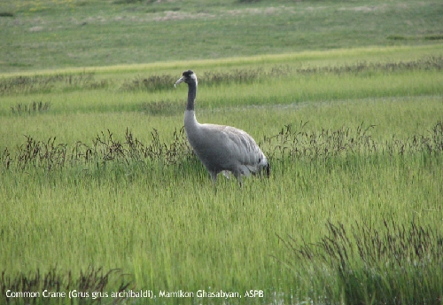 “CRANE-BIRD OF PEACE”-FESTIVAL IN LAKE ARPI