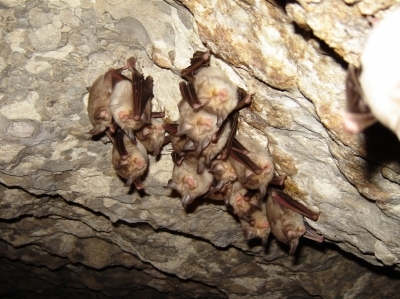 Association of Young Biologists: Ecosystems of Our Caves Endangered
