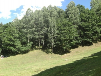 New Amendments in Decision on Forest Management