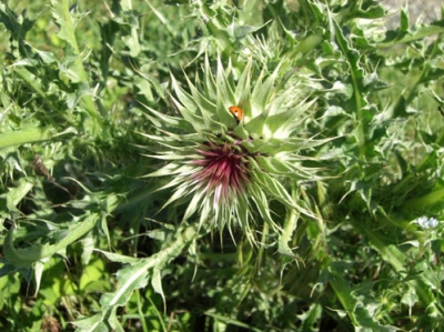 Caucasian Region – Hotspot of Threatened Biodiversity