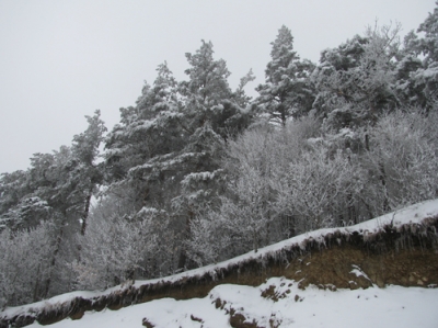Government's decision on Dilijan National Park causes indignation of ecologists