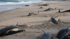 90 Dolphins Attempted Suicide