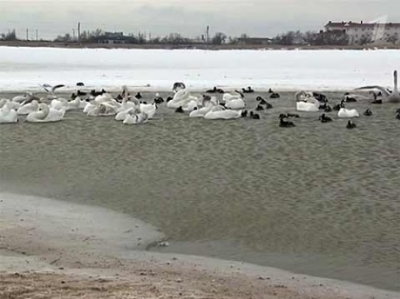 Emergency Measures Taken in Crimea to Save Thousands of Birds