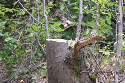 On Suspicion of Illegal Forest Felling