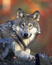 $500 award for killing wolf in Armenia