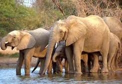 Group of Elephants in Yerevan Zoo