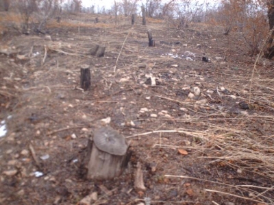 Open Letter to Armenian President – Green Zone in Tsitsernakaberd Eliminated