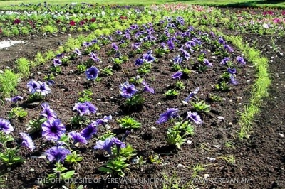 Yerevan To Be Decorated with 2,400,000 Flowers