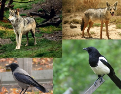 Nature Protection Ministry: Increase in Number of Wolves, Jackals, Ravens and Magpies Causing Serious Environmental Problems