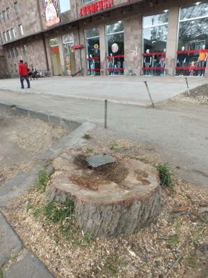 Alarm Signal from Sevan Town: Trees Felled Down (Photos)