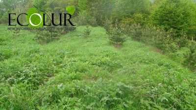В лесном хозяйстве Севкар на 44.5 гектаров посажен сосновый лес