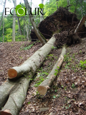 Национальные парки “Дилижан” и “Севан” выделяются по количеству незаконных рубок среди ООТ