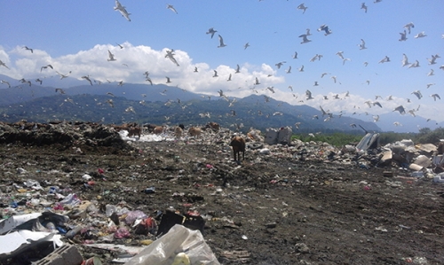 Как не надо управлять мусором: курорт Батуми (Фото)