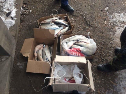 30 Items of Whitefish Confiscated Within One Week