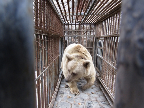 Dasha Bear Transferred to Yerevan Zoo