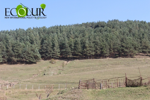 Criminal Case Initiated in Spitak Forestry Enterprise for Elimination of 530 Pine Trees