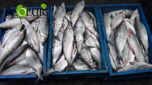 Բնապահպանության և ընդերքի տեսչական մարմինը Երևանում  առգրավել է  36 կիլոգրամ ապօրինի որսված ձուկ