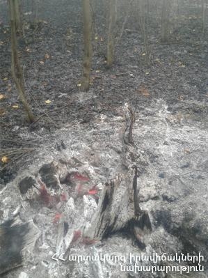 Fire in the territory of “Dilijan National Park” SNCO