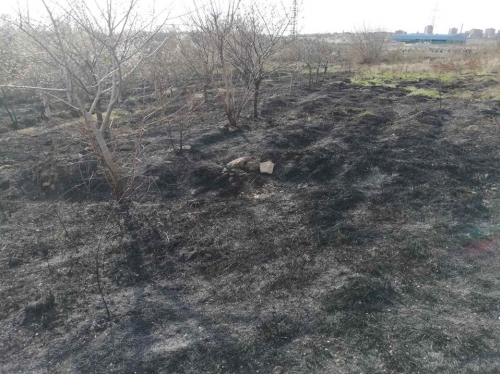 Unknown People Burnt Down Orchards Located in Dalma Gardens: Elimination Continuing