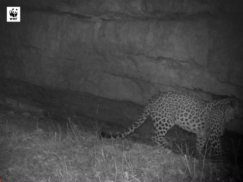 Leopard Again in Tavush after 50 Years