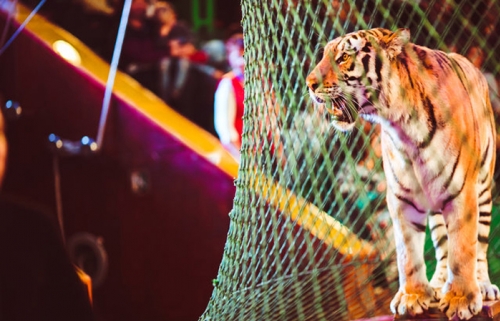 Использование диких животных в цирках запрещено