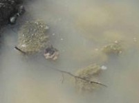 ON THRESHOLD OF ENVIRONMENTAL DISASTER