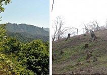 SHOCKING SPACE DATA ABOUT ARMENIAN FORESTS