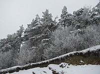 ILLEGAL FELLING IN DILIJAN NATIONAL PARK INCREASED IN 2010