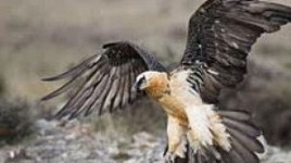 Eagle Given to Zoo