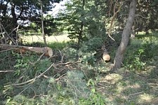 Forest Feeling Near Marmarik Village Illegal
