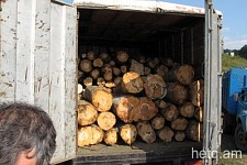 Лес вырубается, и никто этому не мешает