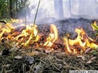 8-10 ha Forest Burnt Down in Aghveran