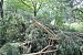 Forest Felling Near Marmarik Forest Felling Near Marmarik