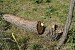 Forest Felling Near Marmarik Forest Felling Near Marmarik
