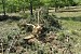 Forest Felling Near Marmarik Forest Felling Near Marmarik