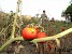 Apocalypse of Local Significance in Syunik Village