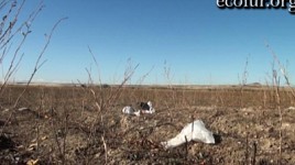 Ущелья Армении превращаются в мусорные свалки