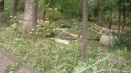 Illegal Tree Felling